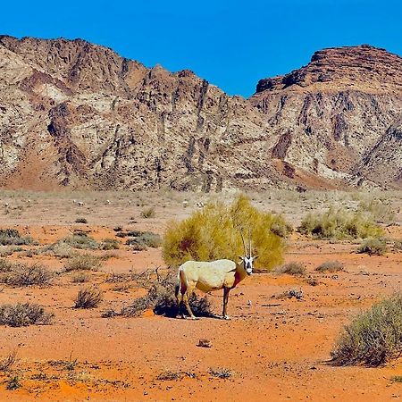 Raja Camp Hotell Wadi Rum Eksteriør bilde