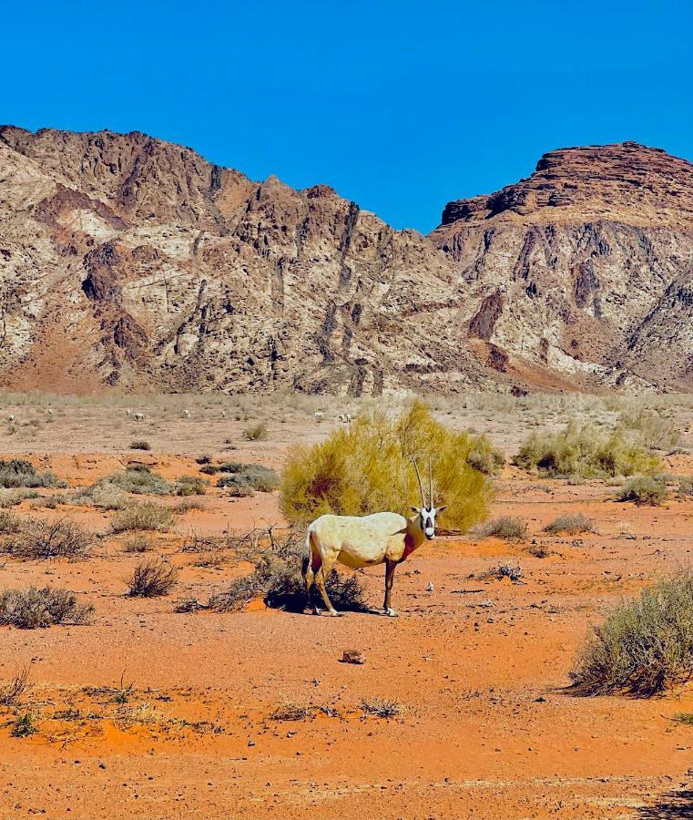 Raja Camp Hotell Wadi Rum Eksteriør bilde